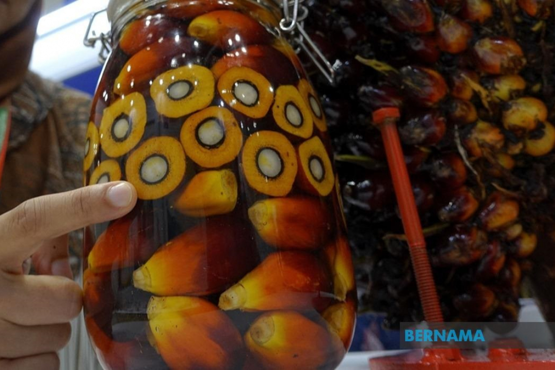 Bernama - Kerajaan Teruskan Program Pemilikan MSPO Dengan Peruntukan RM20 Juta