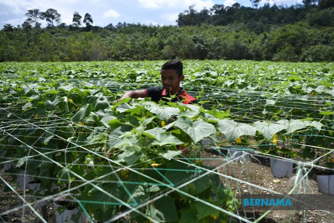 RM171.64 juta disalurkan bagi sokong industri pertanian, jaminan makanan