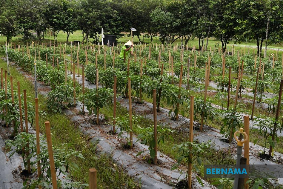 Bajet 2022: RM2.5 bilion bagi program pembangunan komoditi