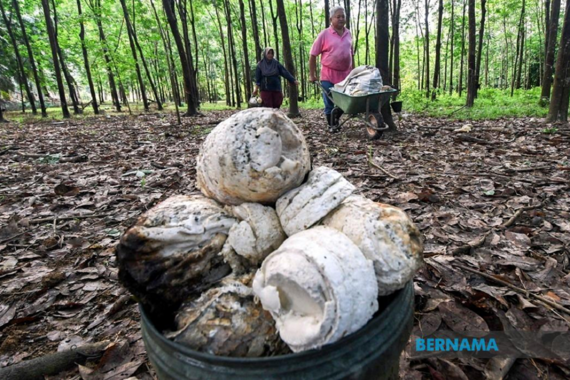 Proposal to raise scrap rubber floor price will be discussed in 2023 Budget preparation