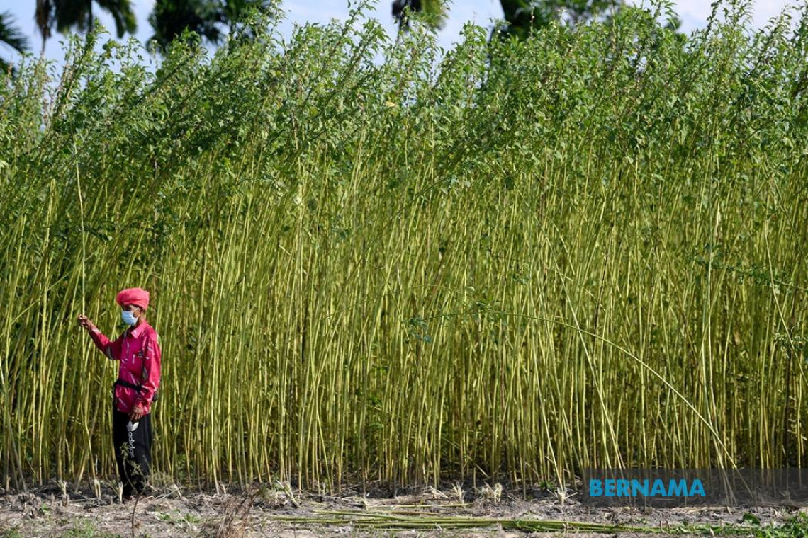 Budget 2023: Govt targets 800 acres of idle land to help strengthen food security - Tengku Zafrul