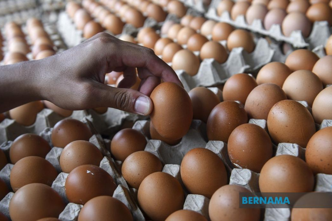 Kawalan Harga Telur, Ayam Dilepaskan Bagi Pastikan Keterjaminan Bekalan - PM Anwar
