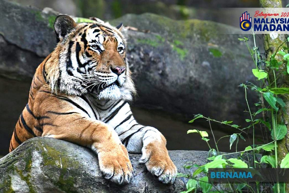 Belanjawan 2024: Peruntukan EFT Dan Bilangan Renjer Ditingkat