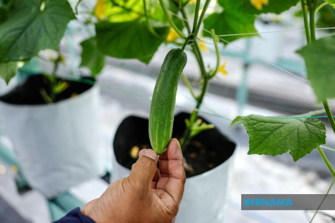 Hasil Pertanian Tempatan Tidak Dikenakan Cukai Jualan - Kementerian Kewangan