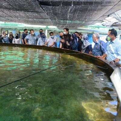 Sesi Lawatan sempena #JelajahBajet2023 ke Akuarium Marin & Hatcheri Ikan, Institusi Penyelidikan Marin Borneo Sabah, UMS