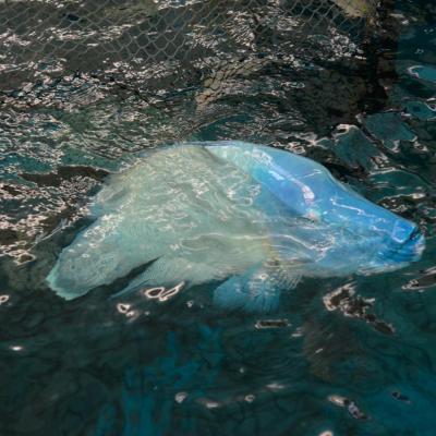 Sesi Lawatan sempena #JelajahBajet2023 ke Akuarium Marin & Hatcheri Ikan, Institusi Penyelidikan Marin Borneo Sabah, UMS